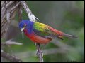 _3SB1058 painted bunting